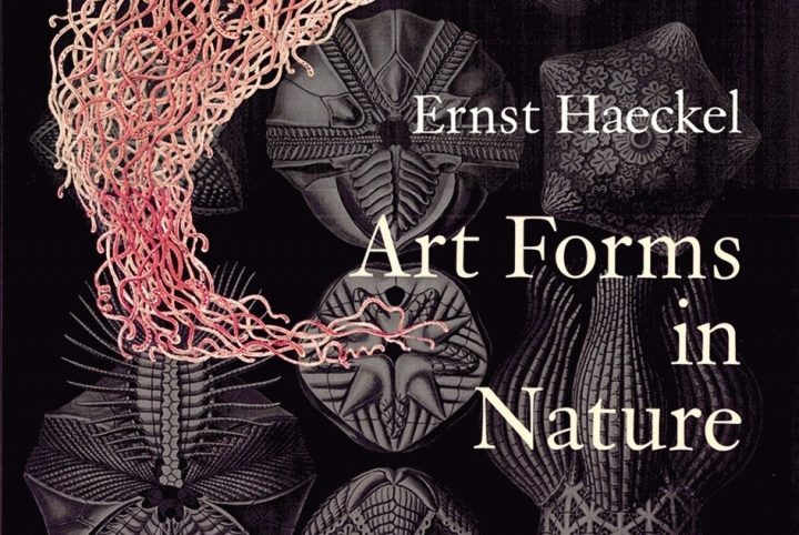 [Conteúdo] Imagens do livro Art forms in nature